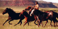 Cowboy herding horses