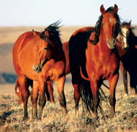 Wild Horses